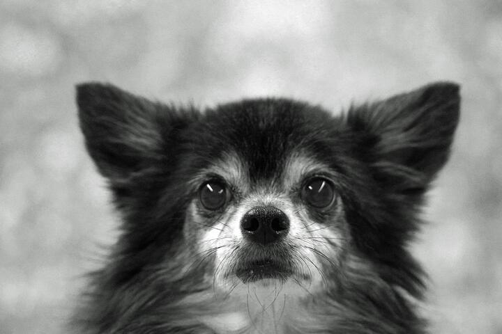 Foto de perro