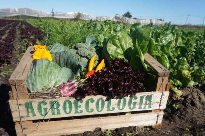 Debate sobre agricultura con agroquímicos y agroecología