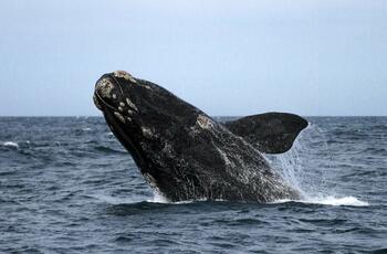 Ballena, Mar del Plata