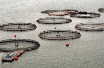 Polémica por la prohibición de salmones en Tierra del Fuego