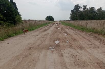 Ruta